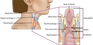 This article concerning the anatomy of the head and neck area gives you a clear structure at hand to see light at the end of the dark and confusing tunnel of anatomy. Anatomy Thanc Guide