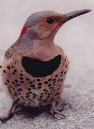 Bill, legs, and feet are black. The Northern Flicker North And South Rivers Watershed Association