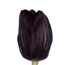 Pin On Bulk Tulips