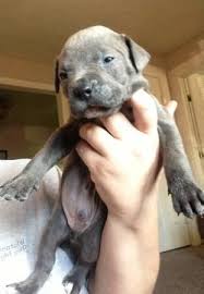 Check spelling or type a new query. Craigslist Dogstulsa Clistdogstulsa Twitter