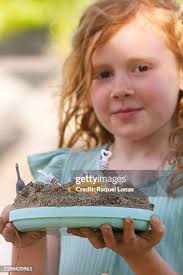 89 Mud Cake Stock Photos, High-Res Pictures, and Images