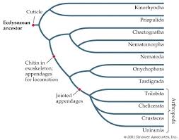 Bil 106 Lecture 16 Lecture Zoology Joint
