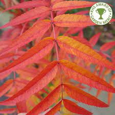 Their lands were bought by. Sorbus Commixta Olympic Flame Buy Scarlet Japanese Rowan Trees