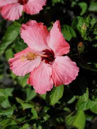 This Hibiscus Plant Was In The 2 Sale Bin At Lowes My Wife Nursed It Back To Health We Were Paid In A Beautiful Blo Hibiscus Plant Beautiful Blooms Hibiscus