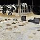 Smart Feeding: Management for Dairy Efficiency  event image