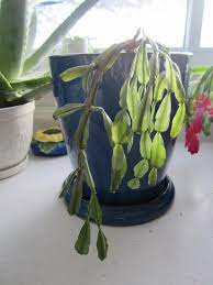 Find out how to care for it, including how to tell whether you have a thanksgiving or christmas cactus? Leaves Dropping From Christmas Cactus Fixing Leaf Drop On Christmas Cactus Dummer Garden Manage Gfinger Is The Best Garden Manage App