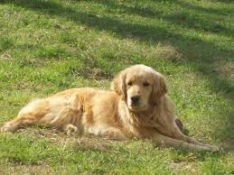 We do not have a history of genetic issues with our. Akc Golden Retrievers 3 Available For Sale In Andalusia Alabama Classified Americanlisted Com