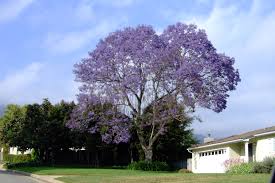 Image result for Jacaranda mimosifolia