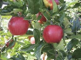 The original leafsnap currently includes trees found in the northeastern united states and canada, and will soon grow to include the trees of the entire continental united states. Envy In Test Plantings Good Fruit Grower