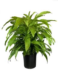 Image result for Dracaena fragrans