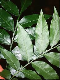 Image result for Sapindus saponaria