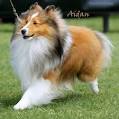 Sheltie Puppies for Sale in Arkansas - DogsNow