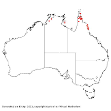 Image result for Coelachne