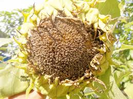 Jika anda cukup sering mengemil kuaci dalam bentuk biji bunga matahari, proses membuka cangkang bijinya bila dibiasakan justru mampu menjadi pemicu gigi rusak. Simak Kuaci Bunga Matahari Paling Baru