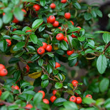 Image result for Cotoneaster