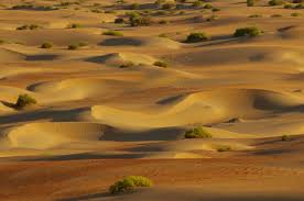 Hmmm any peppa pig meme for me. Liwa Oasis 2021 Best Of Liwa Oasis United Arab Emirates Tourism Tripadvisor