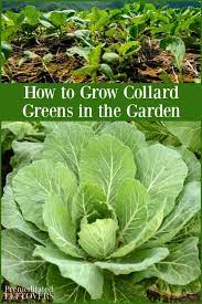 These Gardening Tips On How To Grow Collard Greens Will Guide You Through Everything From Planting To Harvest Incl Collard Plant Growing Greens Collard Greens