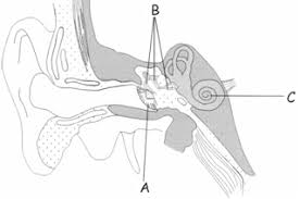 The outer ear is the external portion of the ear, much of which can be seen on the outside of the human head. A Cyberphysics Page Medical Physics Questions On The Eye