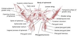 Image result for Sphenoid Bone
