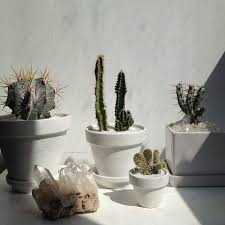 The common cacti known as prickly pears have round, flat stems and branches and yellow or reddish flowers. Imgur Com Plants Cactus Planting Flowers