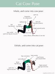 Learn how to do the cat cow progression pose when using yoga poses for lower back pain relief in this free exercise video from a hatha yoga instructor. How To Do Cat Cow Pose Cat Cow Yoga Pose Cat Cow Pose Yoga For Scoliosis