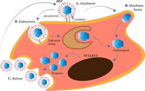 A chinese restaurant located in the tokyo district. Frontiers Herpes Simplex Virus The Hostile Guest That Takes Over Your Home Microbiology