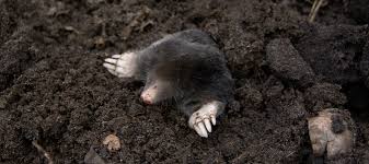 Moles In Texas How To Control This Lawn Pest Abc Blog