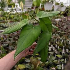 Image result for Satyrium macrophyllum