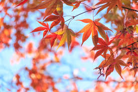 楓 カエデ の花言葉とは 意味や由来 紅葉 モミジ との違い 英語名の花言葉もご紹介