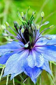 Pin On Blooming
