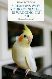 Is Your Cockatiel Wagging His Her Tail Pretty Often And You Are Starting To Wondering If This Could Be A Bad Sign Read This Arti Cockatiel Cockatiel Care Bird