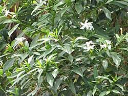 Image result for Tabernaemontana odoratissima