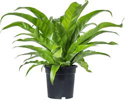 Image result for Asplenium barteri