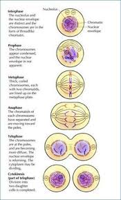 Stages Of Mitosis Diagram Bestharleylinks Info Science