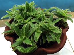 Kedi Kulaklari Cyanotis Somaliensis Sukulent Nasil Buyur Ve Bakimi Turkiye Nin Sukulent Ve Kaktus Marketi