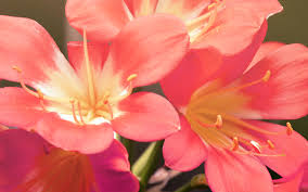 Shiny Flowers Lily Images Usseek Hot Sex Picture 6000 | Hot Sex Picture