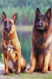Most dogs that work with the navy seals are belgian malinois. Pin On Dog Breeds