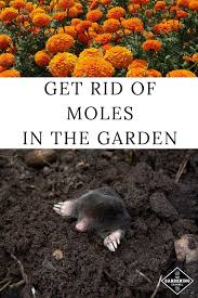 Get Rid Of Moles In The Garden Gardening Channel Mole Garden Types Veggie Garden