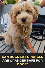 Oranges are safe for dogs to eat. Can Dogs Eat Oranges Are Oranges Safe For Dogs Cats Cat Catsofinstagram Of Catstagram Beautifulcats Pets Can Dogs Eat Oranges Can Dogs Eat Dog Eating