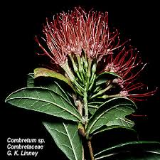 Image result for Combretum sp. A