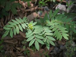 Image result for Sophora velutina