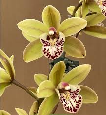 Image result for Cycnium jamesii