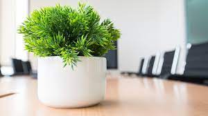 Maybe you would like to learn more about one of these? 30 Office Desk Plants To Brighten Your Small Business Small Business Trends