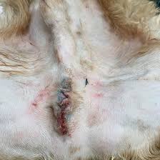 Image result for scrotum dog skin peeling