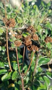 Image result for Eriospermum roseum