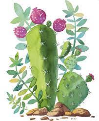 Cactus sublimation designs downloads, cactus png, digital download, western sublimation, desert png design, sublimation graphics, southwest. Pin By Claudia Ratsimandresy On Kaktusy Sukkulenty Cactus Art Cactus Flower Painting Cactus Drawing