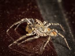 Image result for Disperis sp. nov. aff. macowanii