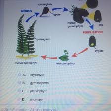 Telomerase is an important enzyme because it repairs dna. What Is Menstrual Cycle Describe It In Brief Brainly Teenage Pregnancy