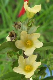 Image result for Sida dregei