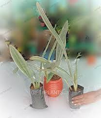 Image result for Sansevieria metallica